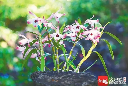 海南5村3镇入选全国乡村旅游重点村镇 - 第7张 - 自贸港在线 海南5村3镇入选全国乡村旅游重点村镇 - 第7张