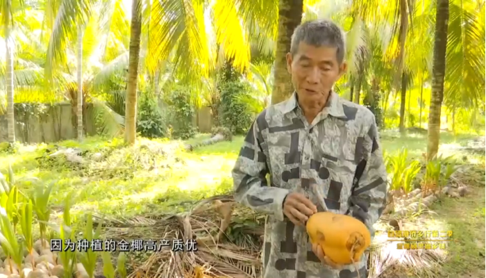 归侨金椰寄乡情 共建共享自贸港 - 第1张 - 自贸港在线 归侨金椰寄乡情 共建共享自贸港 - 第1张