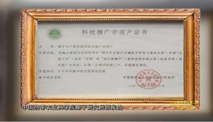 归侨金椰寄乡情 共建共享自贸港 - 第2张 - 自贸港在线 归侨金椰寄乡情 共建共享自贸港 - 第2张