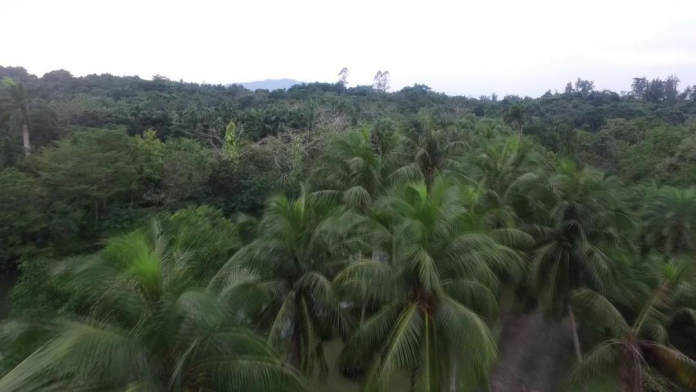扎根热带雨林 绽放华侨绿色梦想 - 第2张 - 自贸港在线 扎根热带雨林 绽放华侨绿色梦想 - 第2张