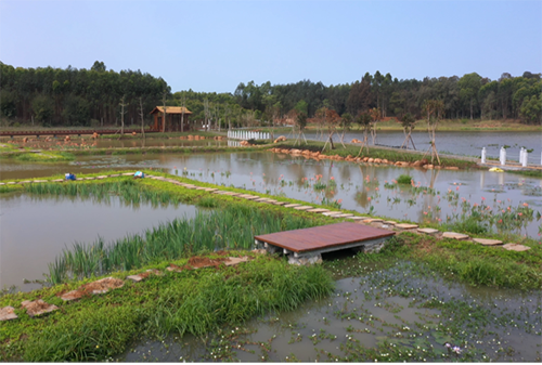 临高多福村生态清洁小流域 打造秀美农家田园 - 第3张 - 自贸港在线 临高多福村生态清洁小流域 打造秀美农家田园 - 第3张