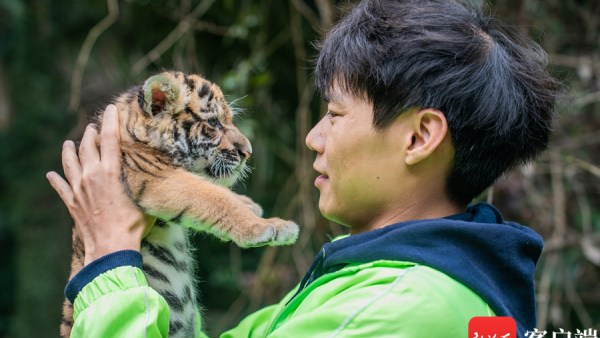 萌虎驾到！海野出生两只小老虎 奶爸贴心照顾