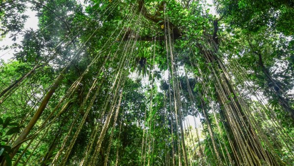 环热带雨林国家公园旅游公路这个策划方案，向全球征集！