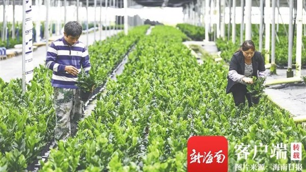 年产值达12.8亿元！海南乐东这棵“树”火了