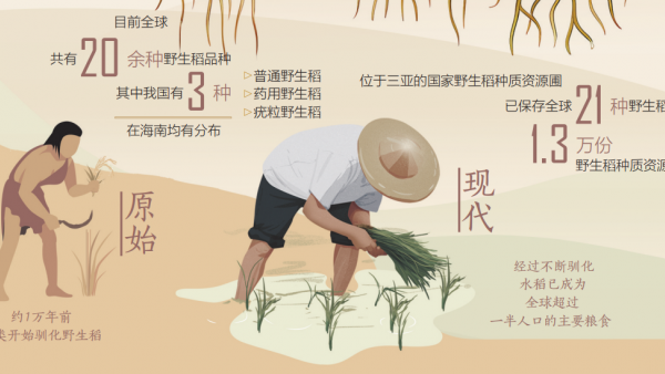 海南建全球最大野生稻种质资源圃 储备优良基因