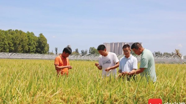 平均亩产540.49公斤！乐东耐盐碱水稻新品种试验示范首次收获