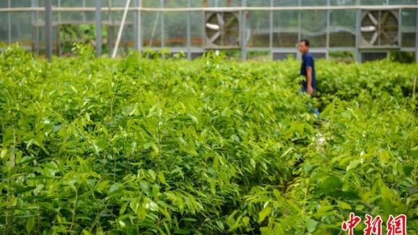 儋州：特色农业“接二连三”融合发展助推乡村振兴