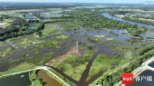文昌修复新造红树林6159多亩