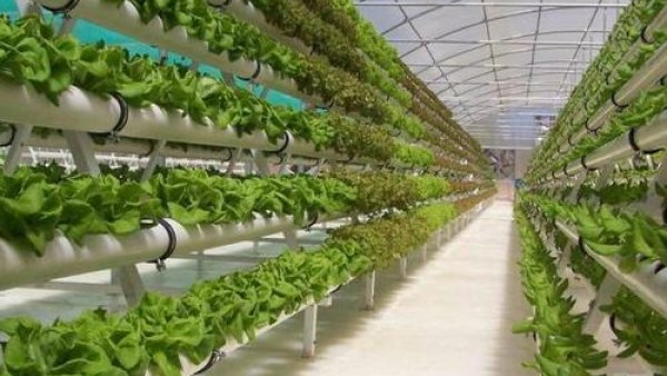 垂直农场植物工厂亮相海南 将在博鳌论坛展示