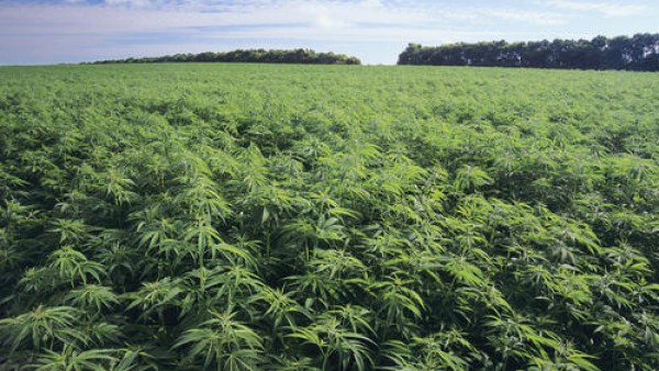 云南白药拟股权划转海南 布局工业大麻全产业链