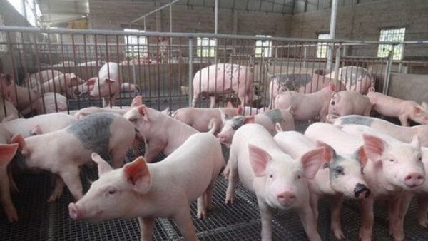 11月，罗牛山生猪销售收入环比增长22.37%