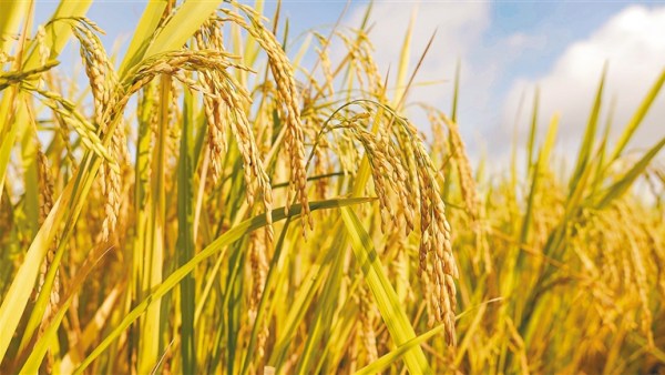 海南：国家野生稻种质资源圃已繁殖万份野生稻资源