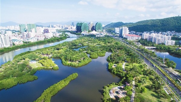 海南实现在高盐度海水中规模化培育海马齿