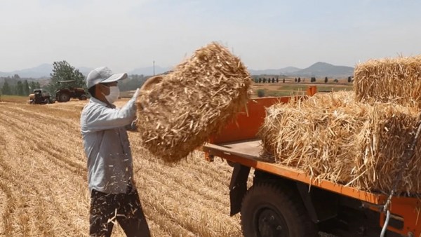 儋州引导企业回收秸秆，实现饲料化、肥料化、生物介质化