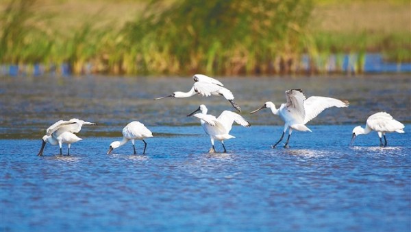 湿地保护法今起施行 将有力推动海南湿地保护立法工作