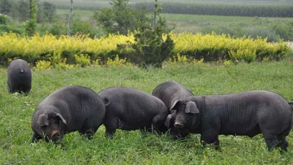 定安将建设年出栏量5万头黑猪养殖场，为黑猪产业发展提速
