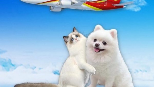 海南航空将推出宠物客舱关爱服务