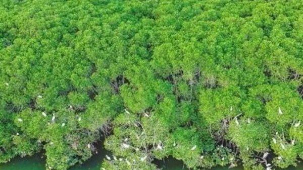 海南出台红树林保护修复专项行动计划实施方案 今年至2025年计划营造红树林不少于1200公顷