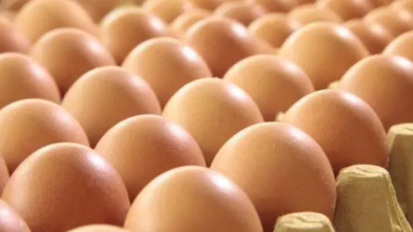 给鸡蛋上保险！海南首单鸡蛋价格指数保险落地