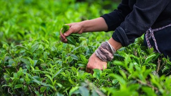 琼中今年将打造千亩有机茶示范基地