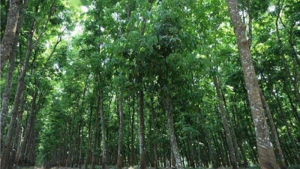 找准产业发展的卡点、堵点、难点，海南启动天然橡胶全产业科技服务
