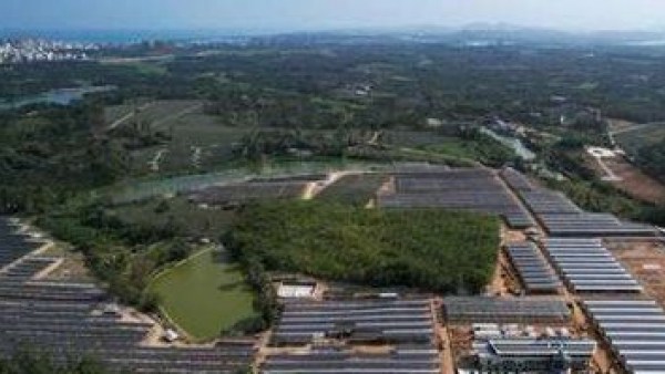 琼海博鳌零碳示范区岛外农光互补项目喜迎收成