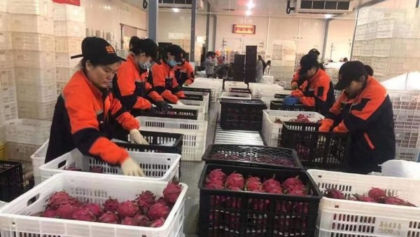 东方首批火龙果出口加拿大