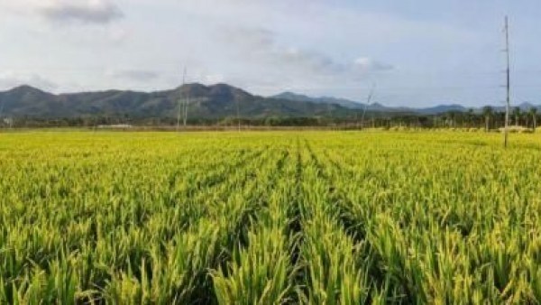 东方9万亩南繁水稻制种丰收 预计年产1710万公斤