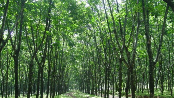 中国热科院成功研制橡胶树40K育种芯片 缩短橡胶育种周期